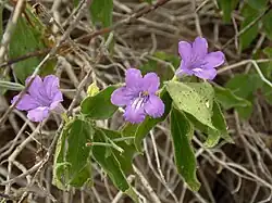 The flowers and foliage of subsp. californica