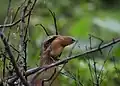 A rufous babbler at Nelliyampathy