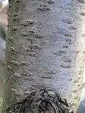 Gray bark on trunk with lenticels