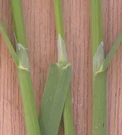 Pointed ligules 4–10&nbsp;mm (0.2–0.4 in.) long