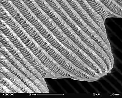 SEM micrograph of a butterfly wing scale (×&nbsp;5000)