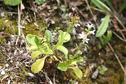 Flowering plant of M. pansa subsp. pansa