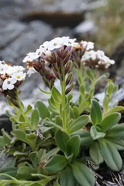 Flowering plants with erect inflorescences