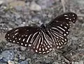 Spotted zebra (Graphium megarus)