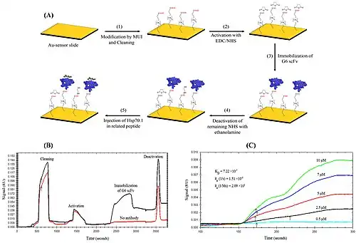 scFv: a single-chain variable fragment of an antibody