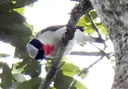 Cherry-throated tanager photographed from a bottom-front angle showing the top of its head