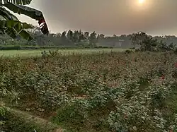A flower garden in Birulia