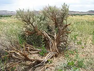 Big sagebrush
