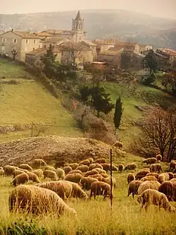 Sheep grazing outside the village in 1997