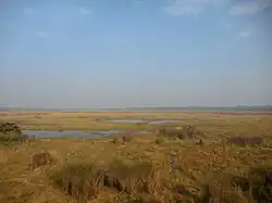 Marshes of Dudhwa National Park