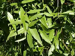 Close-up of foliage