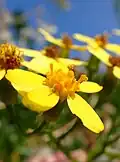 Flower head of creeping groundsel (Senecio angulatus) with petaloid ray florets and tubular disc florets in the middle