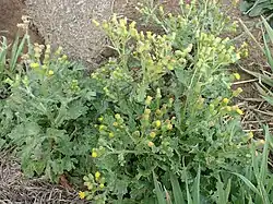 A clump of leaves and flowers growing out of the sand and rocks