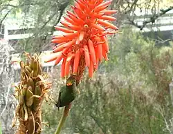 Perching while feeding from introduced Kniphofia