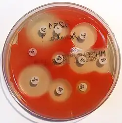 An antibiogram of Serratia marcescens. Each disk is labelled with the antibiotic it contains (e.g. AMC30, 30&nbsp;μg amoxicillin/clavulanic acid)