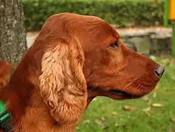 Red Irish Setter