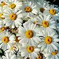 Leucanthemum × superbum