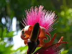 Pseudobombax ellipticum.