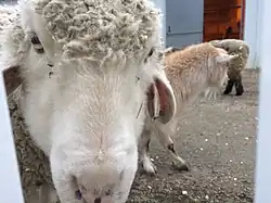 Sheep at the petting area of Essex Farm.