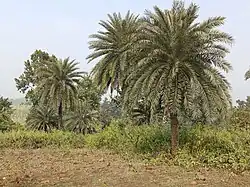Shikaripara village area trees