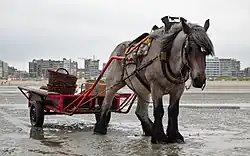 Brabançon draft horse on the beach