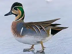 Sibirionetta_formosa_01_(cropped)