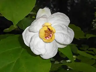 White flower