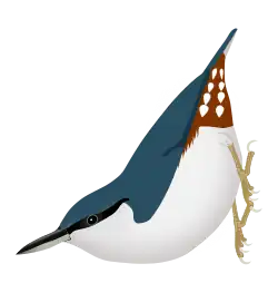 Sitta europaea europaea, white-bellied individual, as in Scandinavia and western Russia.