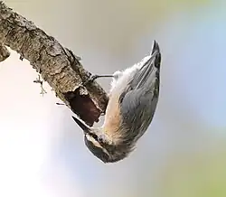A grey bird upside down