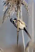 Bearded reedling, Fagersjöviken, Södermanland