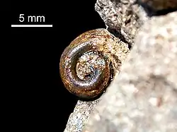 Gastropod internal mold (steinkern) from Ventana Formation