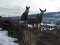 Small Group of Mule Deer