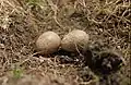 Small pratincole - nest