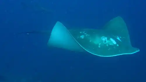 The smalleye stingray (Megatrygon microps) is a rare stingray distributed throughout the Indo-Pacific.