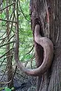 An interesting branch of a cedar tree