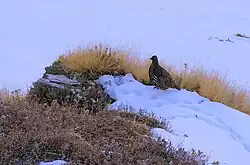 Snow partridge near Chopta