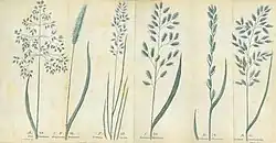 Botanical illustration grasses.