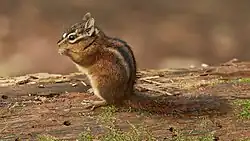 Brown chipmunk