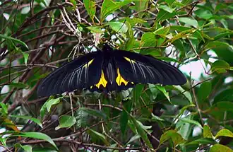 Southern birdwing, the largest butterfly in South India; wingspan: 140&nbsp;mm (5.5&nbsp;in) to 190&nbsp;mm (7.5&nbsp;in)