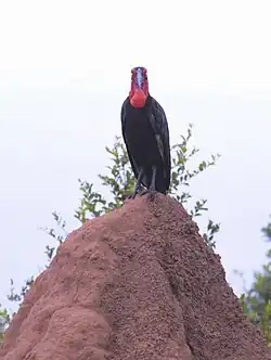 Perched on a termite mound
