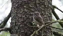 Eurasian pygmy owl, Öskevik, Västmanland