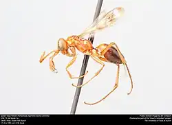 A. faceta ventralis (female)