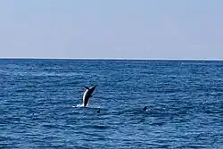 Spinner dolphins next to Kauai, Hawaii
