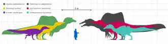 Silhouettes of six spinosaurid dinosaurs compared with that of a human, Ichthyovenator second from right