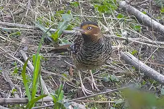 Pangolakha Wildlife Sanctuary, East Sikkim