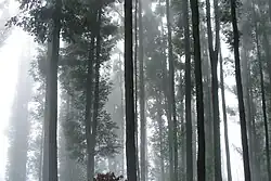 Montane rainforest in Ella valley