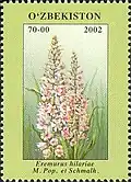 Uzbek postage stamp depicting E. hilariae (one of series devoted to the wildflowers of Uzbekistan)