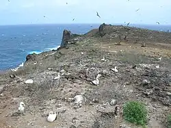 Birds nesting across a flat rocky area near the sea