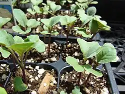 Plug cauliflower plants (Brassica oleracea var. botrytis (cauliflower habit))