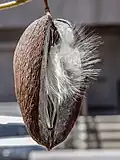 Stephanotis floribunda dry pod - seeds with 'parachutes' are still in